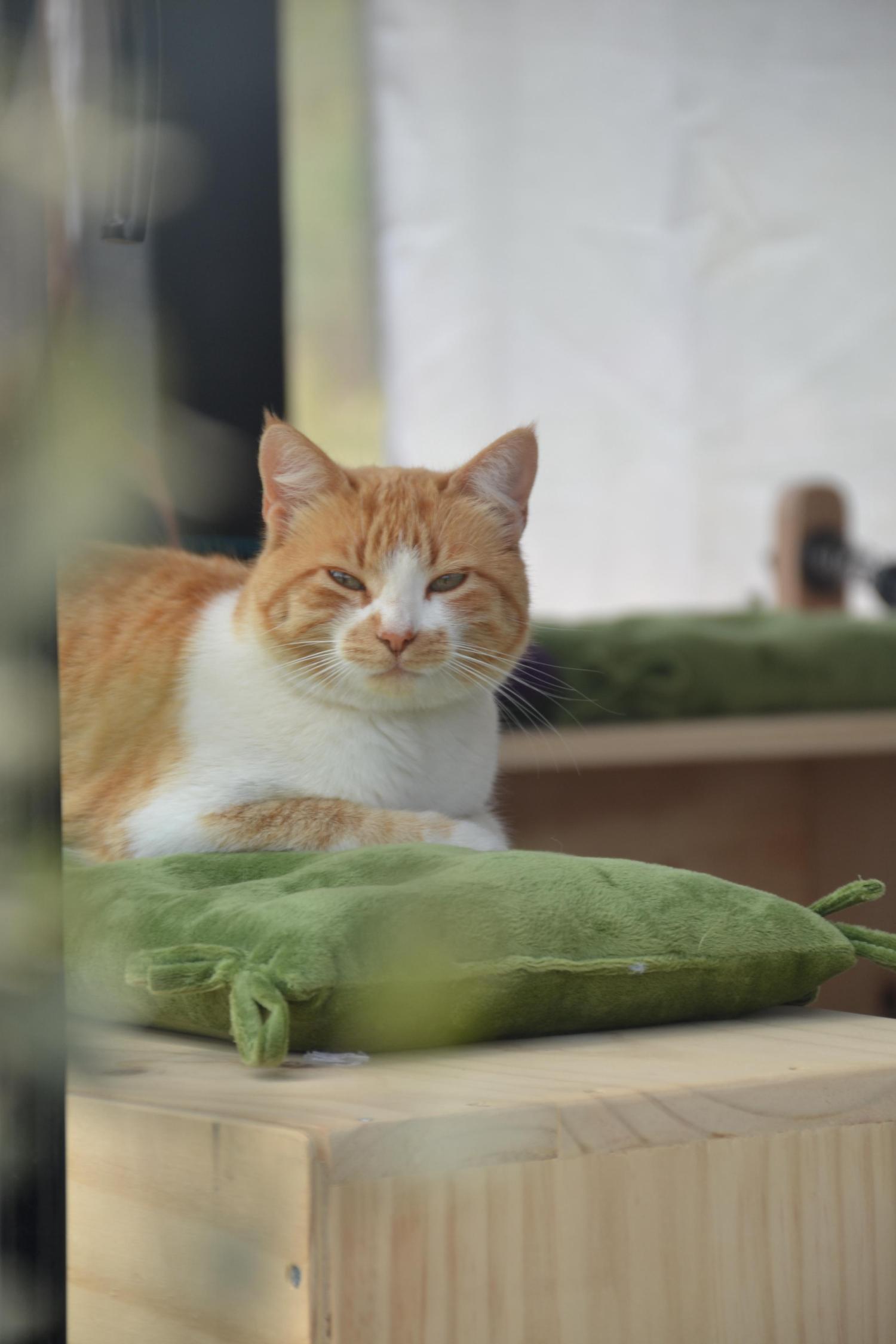 Uno de los gatos del club en la sala de pilates